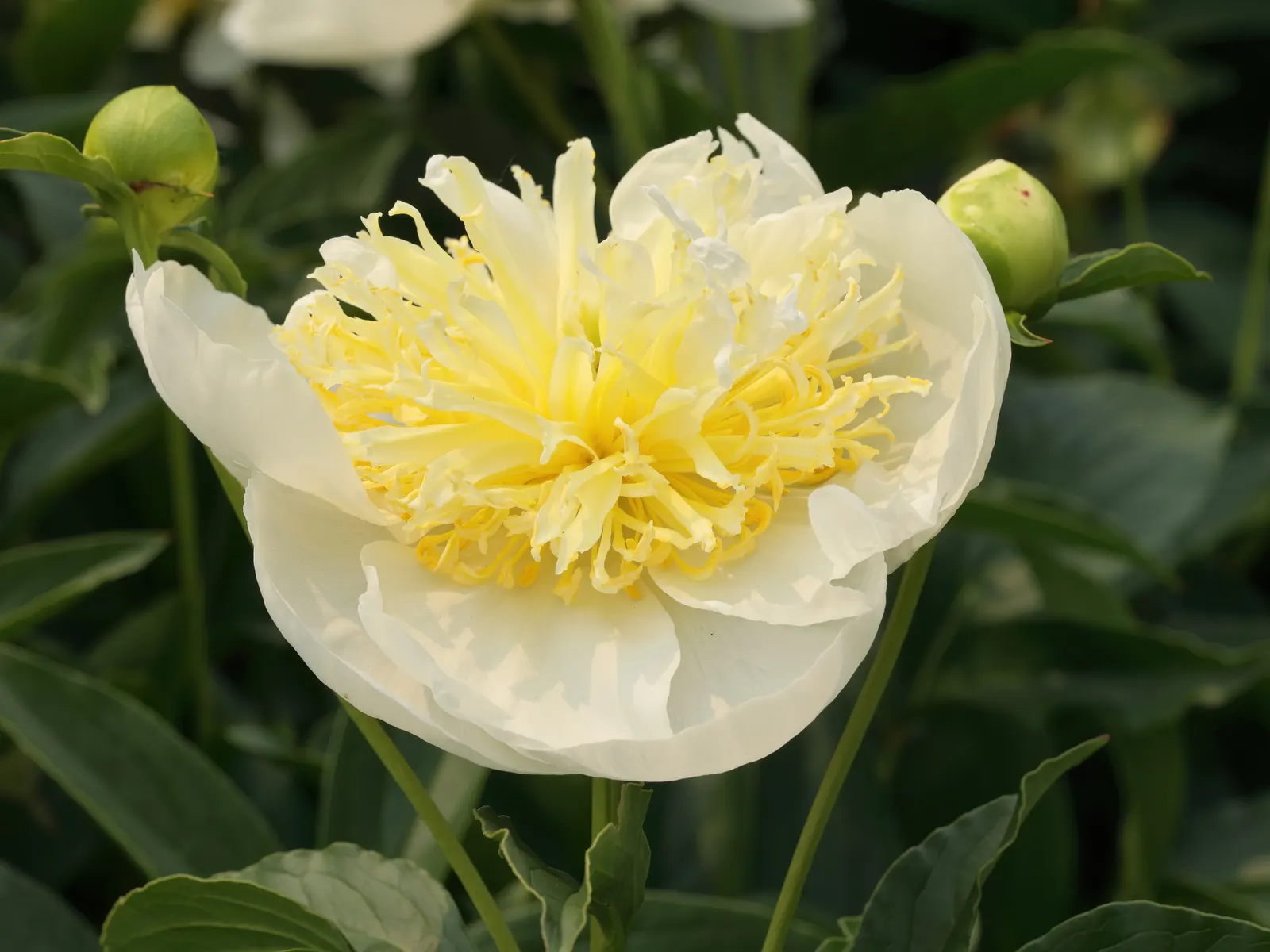 Duchesse De Nemours Peony (Paeonia 'Duchesse De Nemours') — peaking in June.<br><br>With a mature height of roughly 2 to 3 feet and a spread of 2 to 3 feet