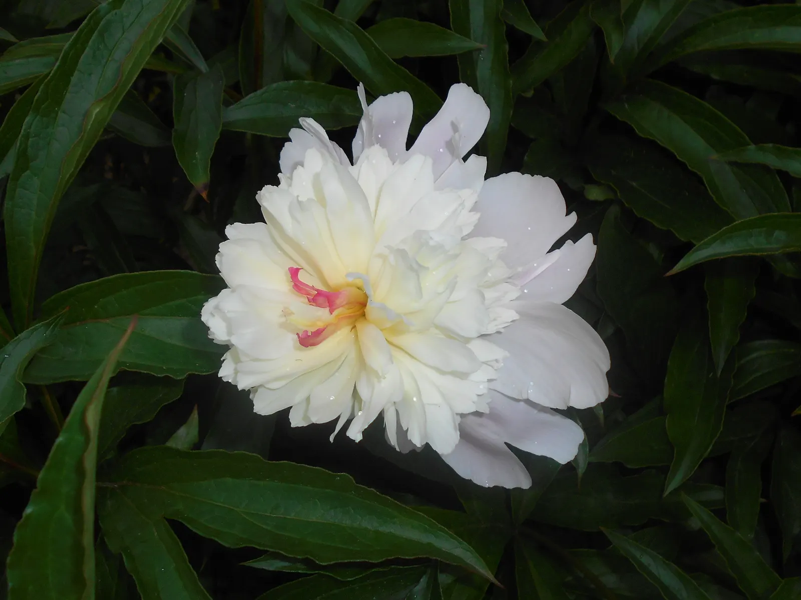 Duchesse De Nemours Peony (Paeonia 'Duchesse De Nemours') — This heirloom variety is perfect for borders and as a cut flower