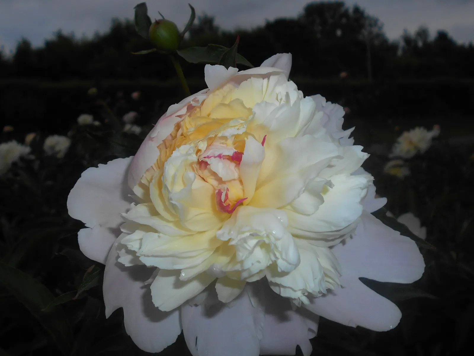Duchesse De Nemours Peony (Paeonia 'Duchesse De Nemours') — the Duchesse de Nemours Peony displays a neat