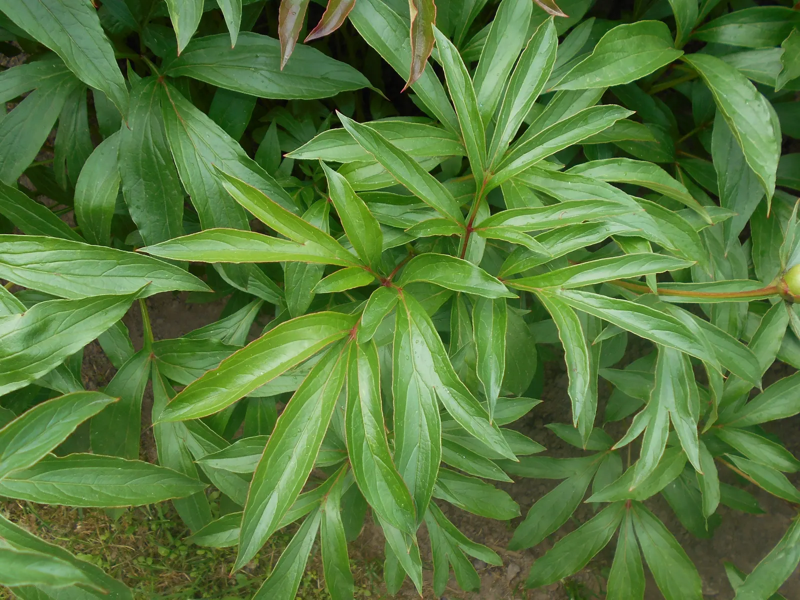 Duchesse De Nemours Peony (Paeonia 'Duchesse De Nemours') — consider its use as an accent plant in perennial borders
