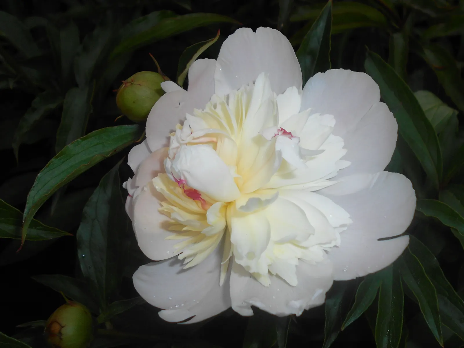 Duchesse De Nemours Peony (Paeonia 'Duchesse De Nemours') — is a captivating herbaceous perennial that exudes elegance and charm in any garden setting