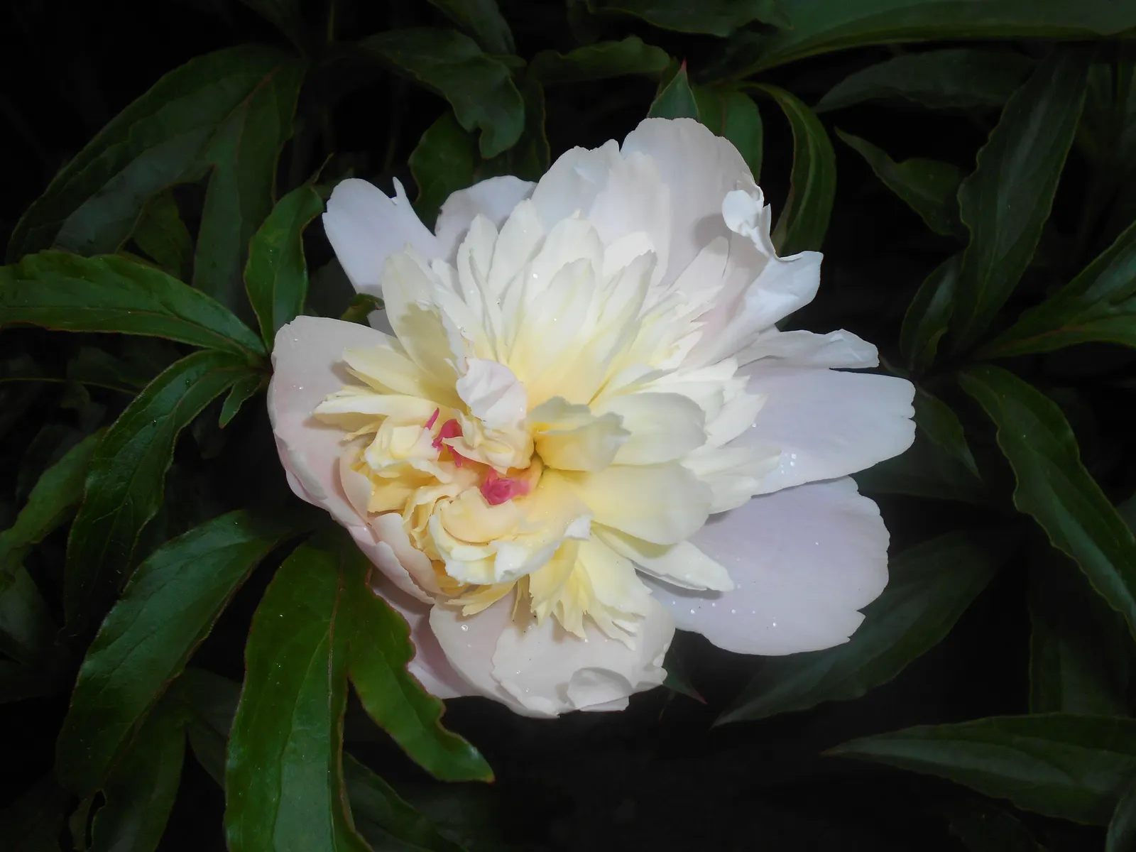 Duchesse De Nemours Peony (Paeonia 'Duchesse De Nemours') — it exhibits notable cold hardiness