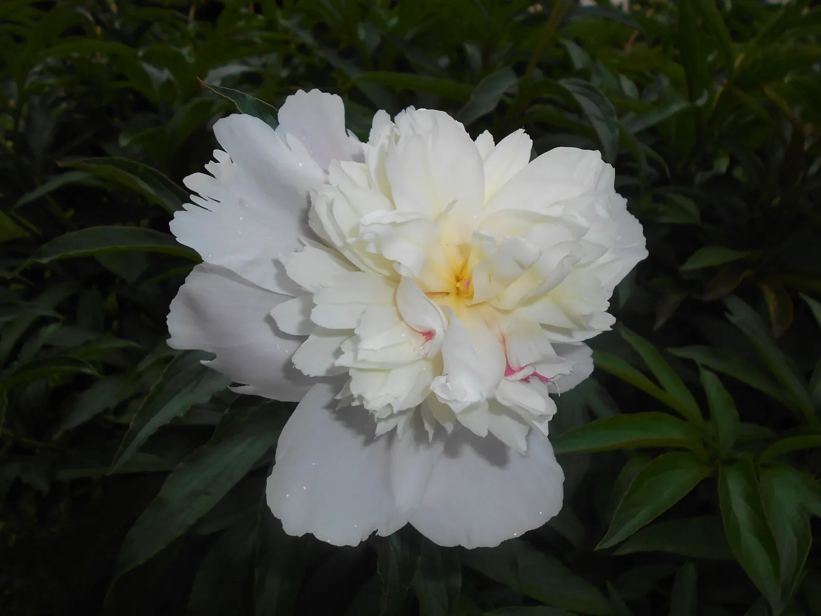 Duchesse De Nemours Peony (Paeonia 'Duchesse De Nemours') — or as an ornamental feature within a cottage-style garden
