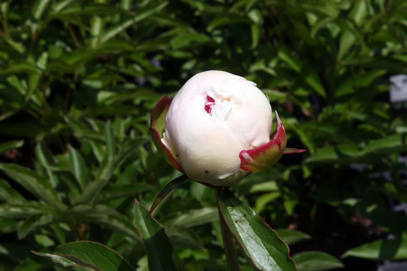 Duchesse De Nemours Peony (Paeonia 'Duchesse De Nemours') — full-bodied white blooms with undertones of ivory and a hint of yellow at the base of the petals