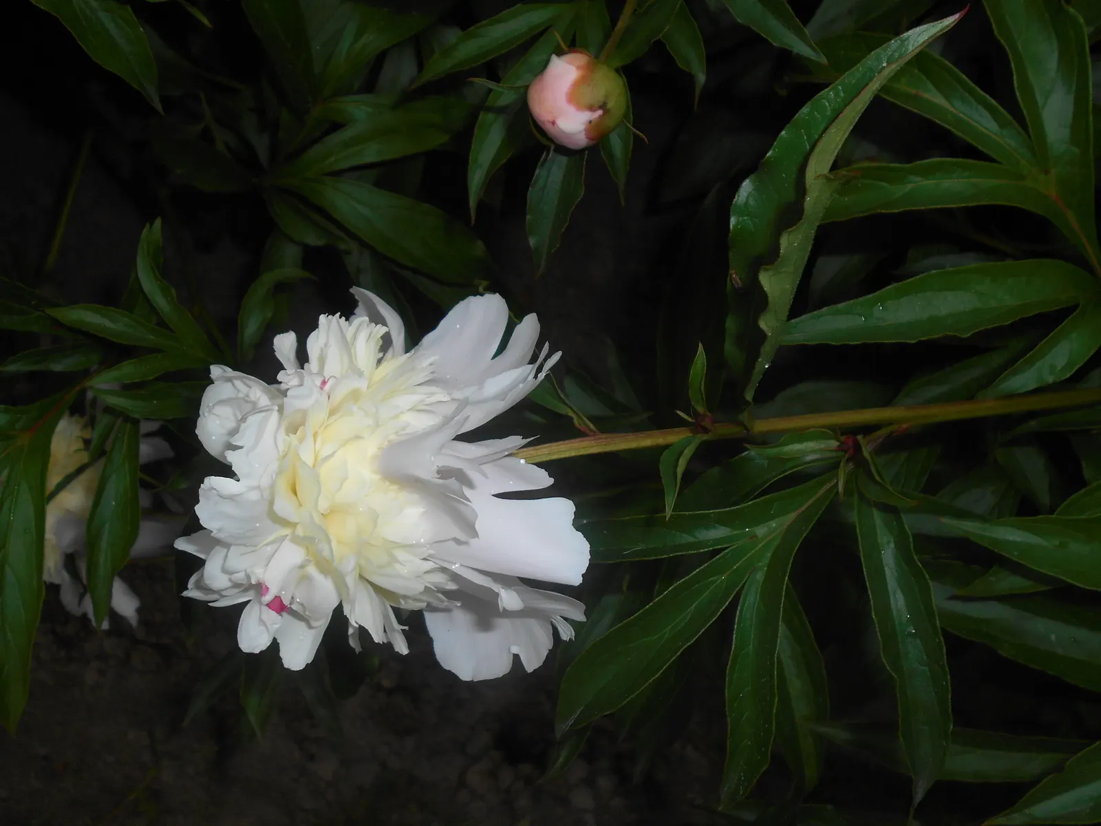 Duchesse De Nemours Peony (Paeonia 'Duchesse De Nemours') — thriving in full sun to part shade and well-drained soil in USDA zones 3-8