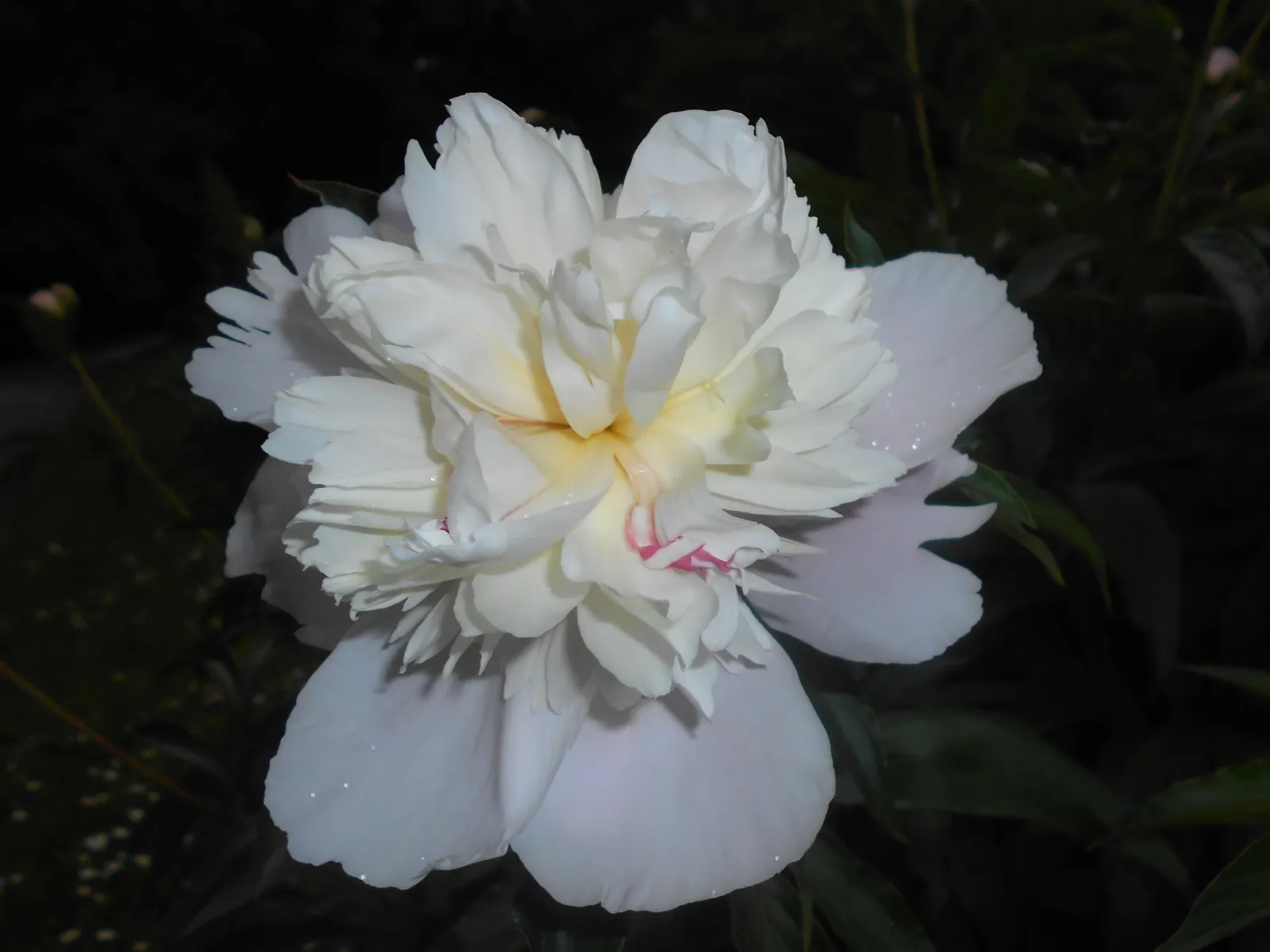 Duchesse De Nemours Peony (Paeonia 'Duchesse De Nemours') — as an aromatic addition to a cutting garden