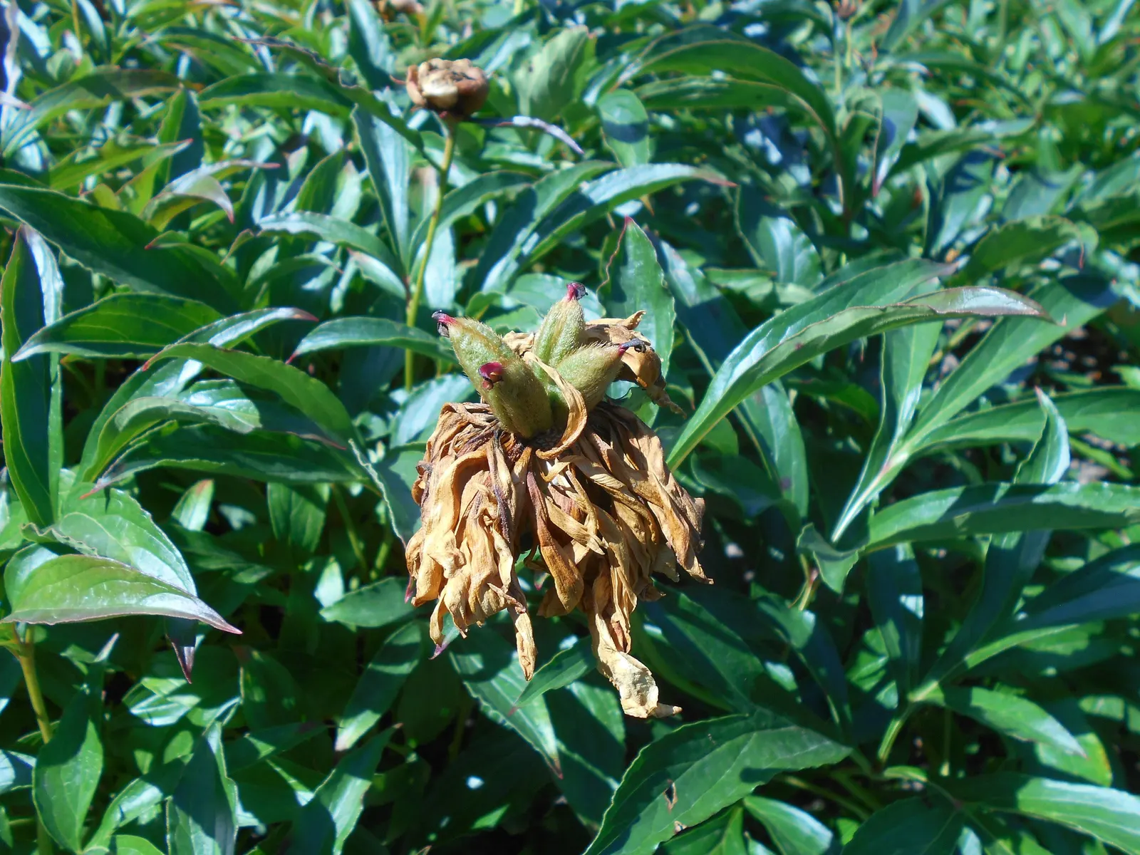 Duchesse De Nemours Peony (Paeonia 'Duchesse De Nemours') — Flowering in late spring, it reaches up to 2.5 feet tall and wide with a tidy, shrub-like form