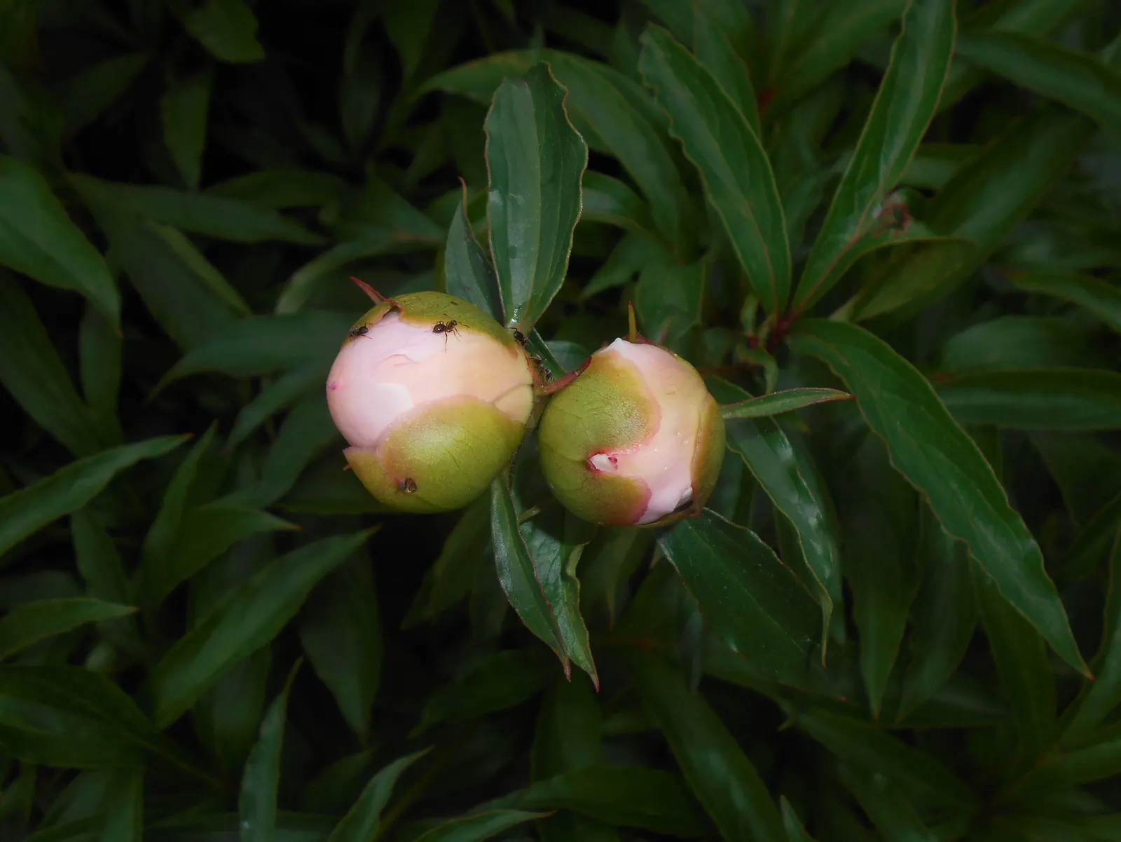 Duchesse De Nemours Peony (Paeonia 'Duchesse De Nemours') — but patience will be rewarded with magnificent displays year after year