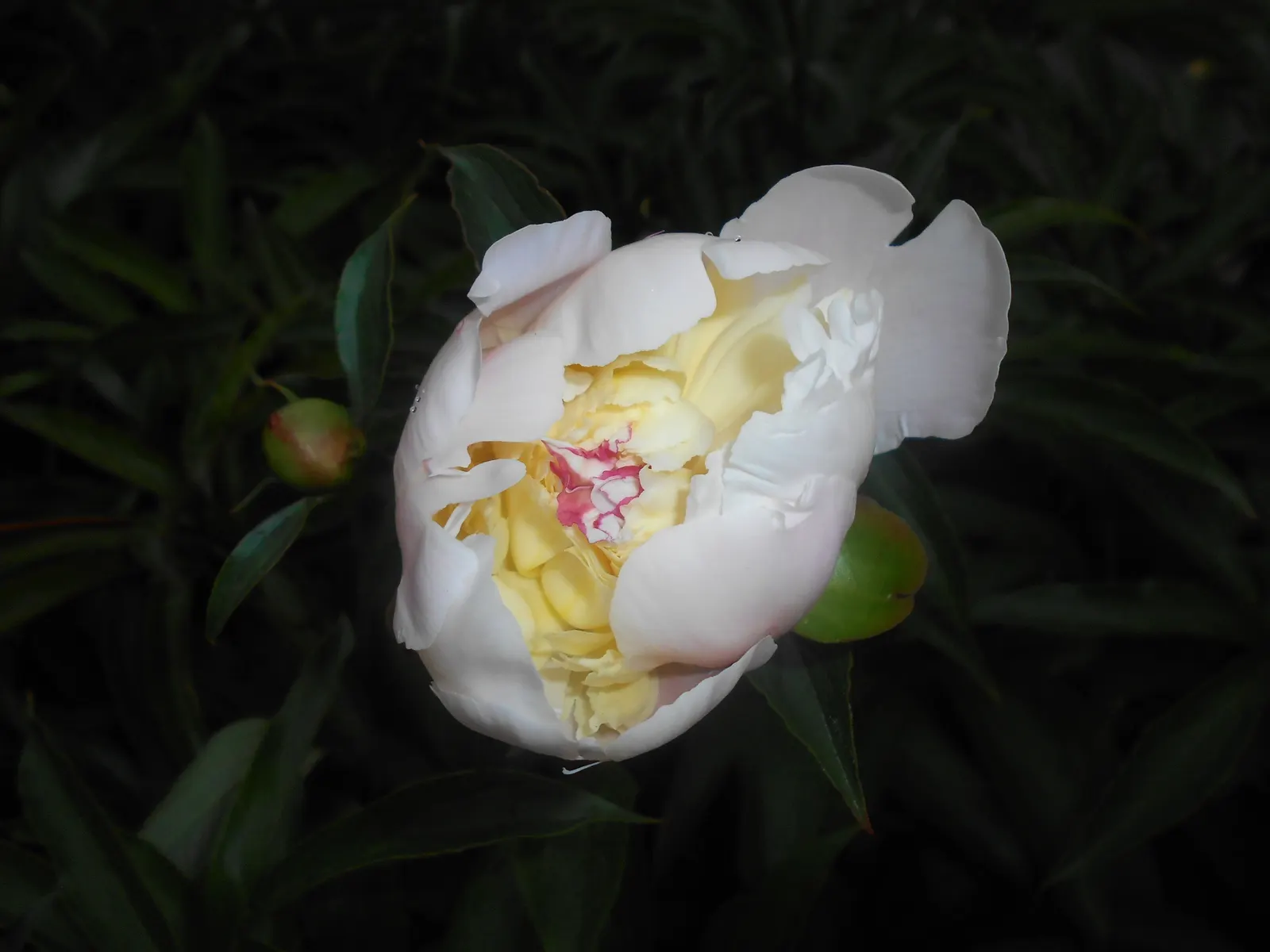 Duchesse De Nemours Peony (Paeonia 'Duchesse De Nemours') — loamy soil with a neutral to slightly acidic pH and thrives in full sun to partial shade