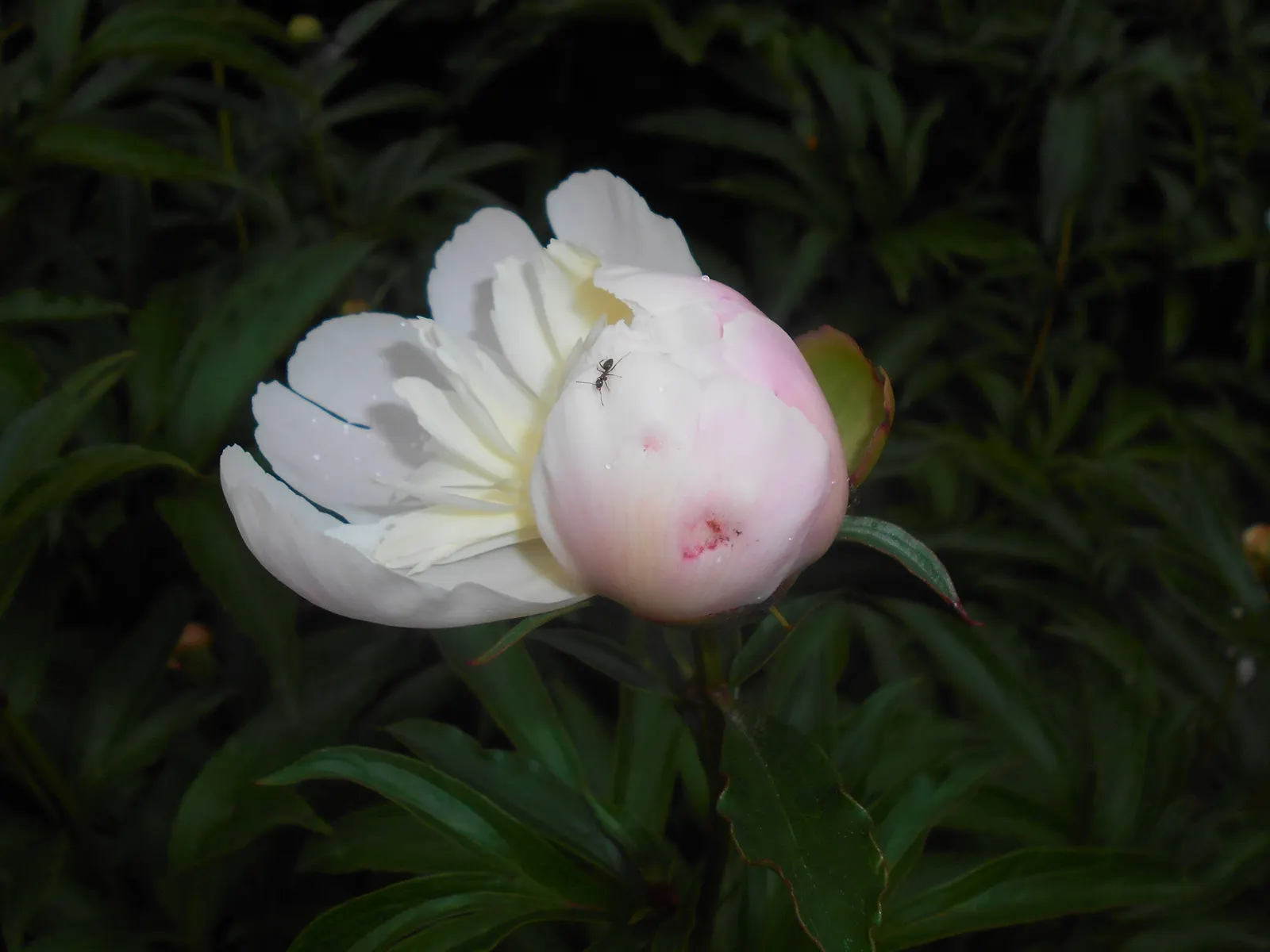 Duchesse De Nemours Peony (Paeonia 'Duchesse De Nemours') — often referred to as the Duchesse de Nemours Peony