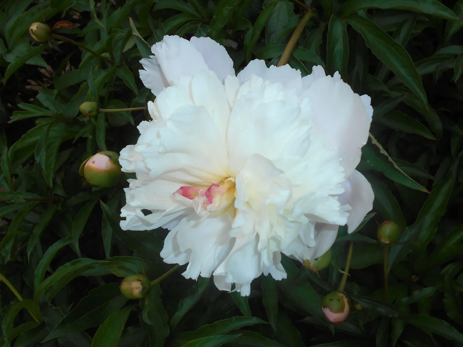 Duchesse De Nemours Peony (Paeonia 'Duchesse De Nemours') — this peony variety emanates a delightful fragrance that is both sweet and subtle