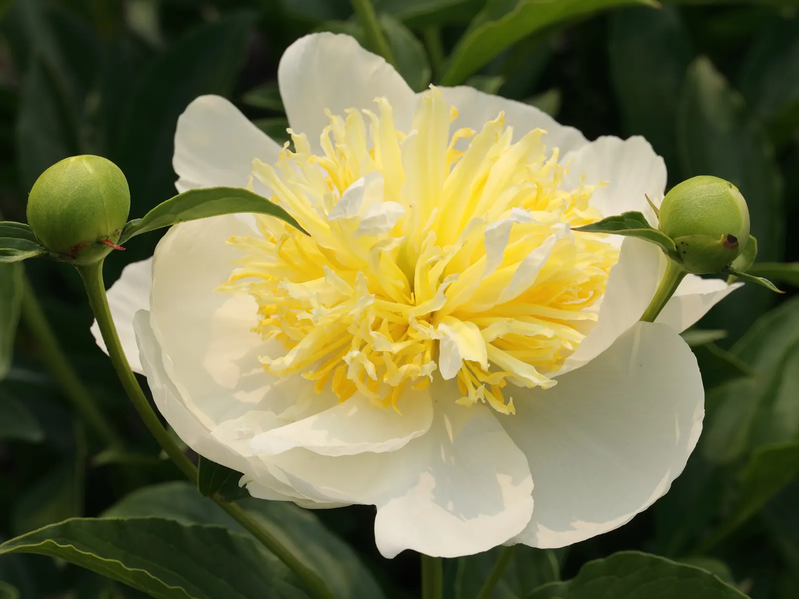 Duchesse De Nemours Peony (Paeonia 'Duchesse De Nemours') — mounded habit that requires a spacing of approximately 24 to 36 inches to flourish