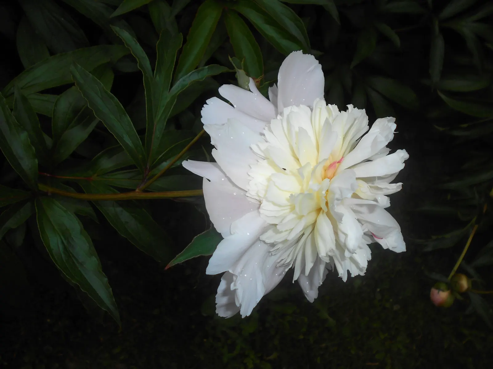 Duchesse De Nemours Peony (Paeonia 'Duchesse De Nemours') — This plant prefers well-drained
