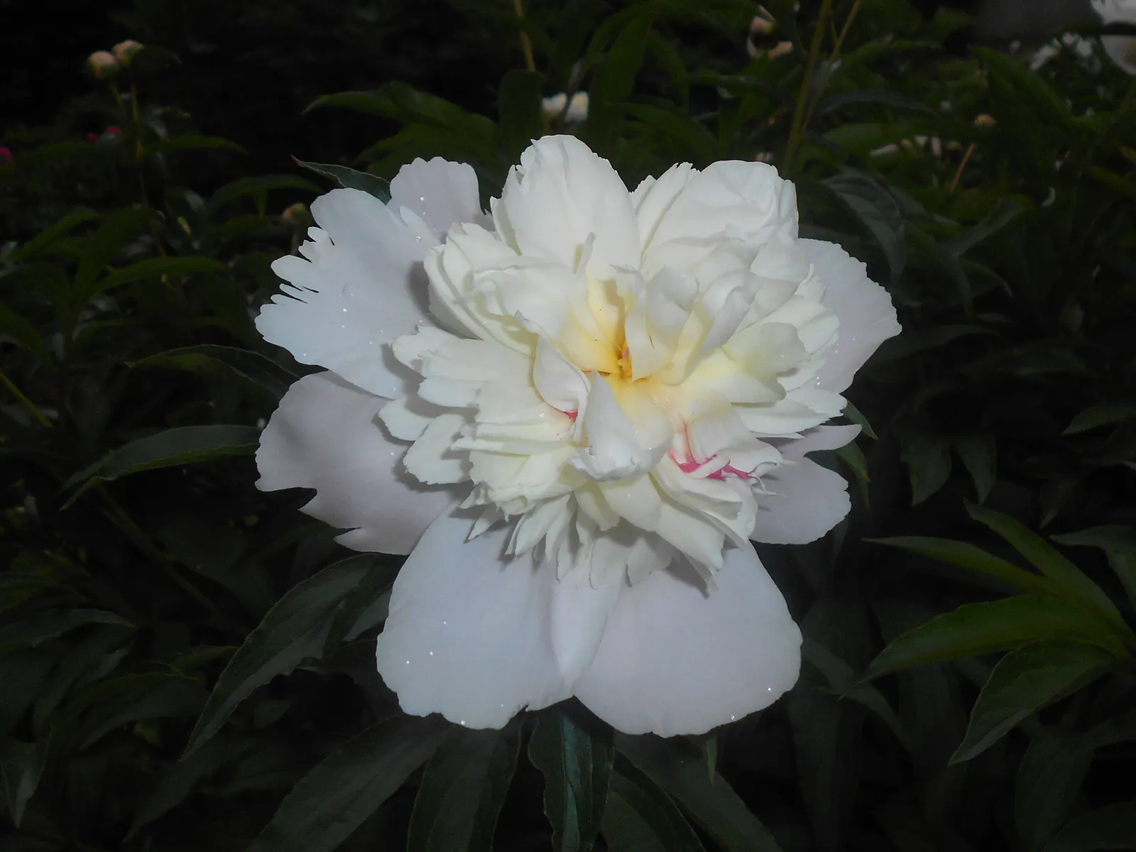 Duchesse De Nemours Peony (Paeonia 'Duchesse De Nemours') — adorn the landscape from late spring to early summer