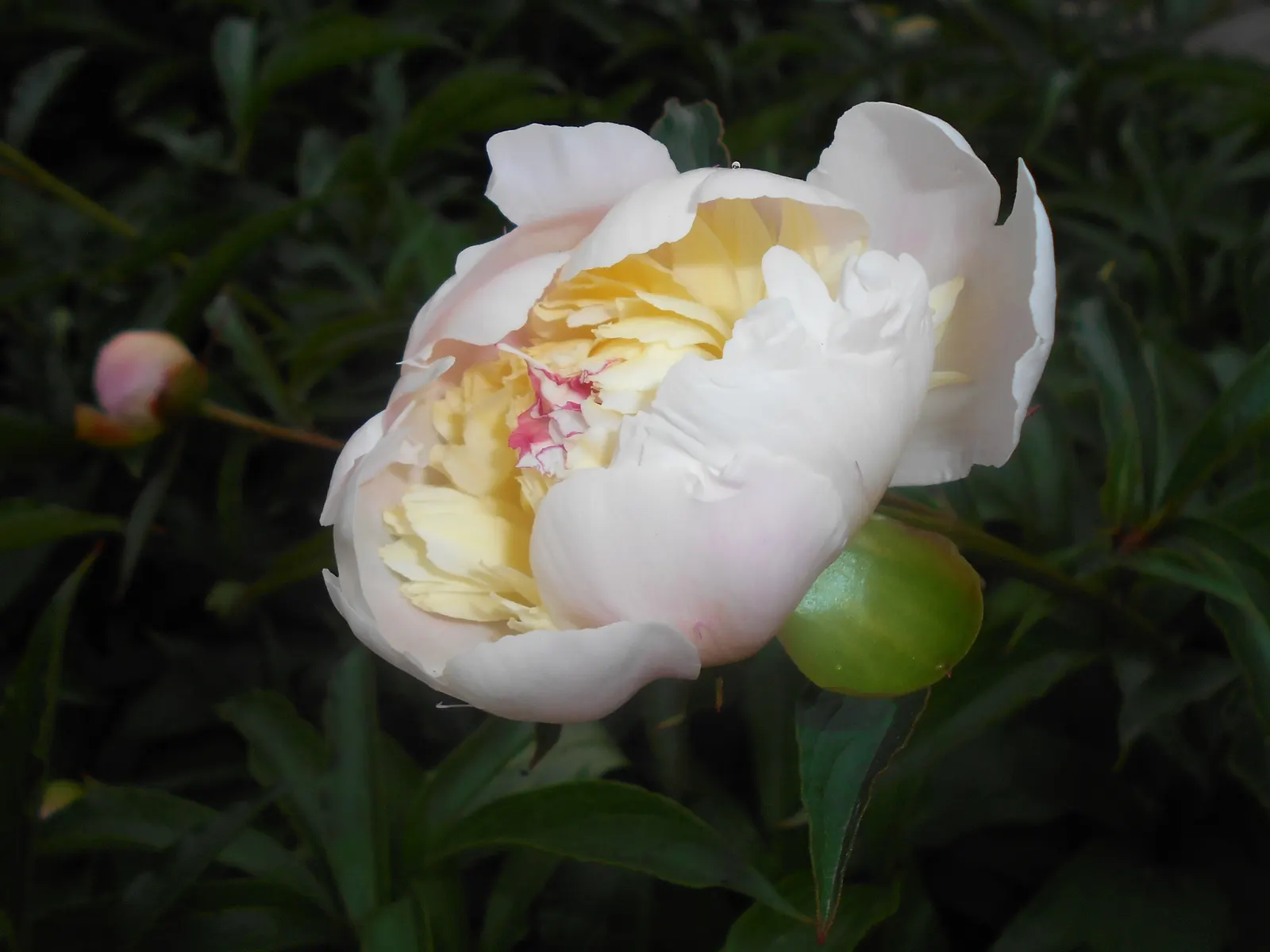 Duchesse De Nemours Peony (Paeonia 'Duchesse De Nemours') — and remember that this peony may take a few years to establish and reach full bloom potential