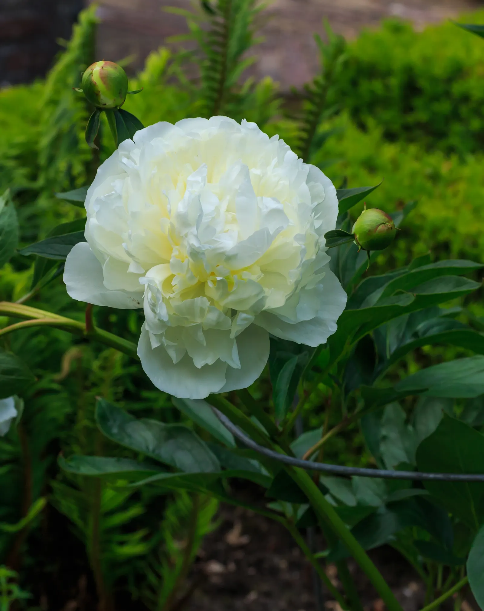 Duchesse De Nemours Peony (Paeonia 'Duchesse De Nemours') — which can reach an impressive diameter of 5 to 7 inches each