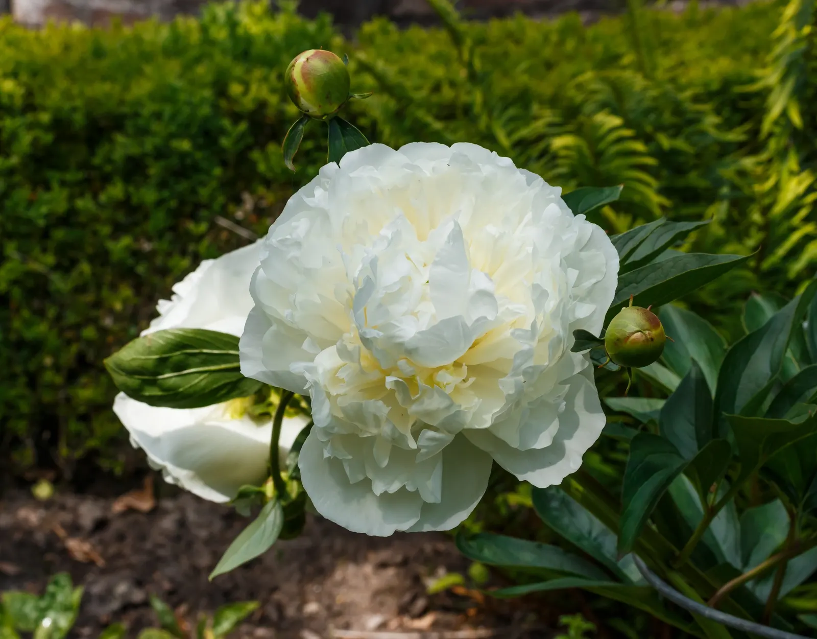 Duchesse De Nemours Peony (Paeonia 'Duchesse De Nemours') — double white blooms with a hint of cream toward the center