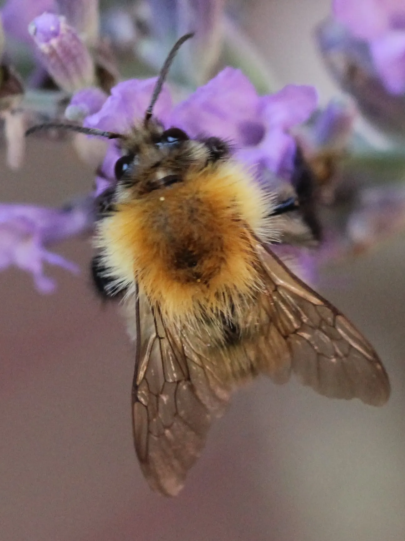 Lavender Varieties (Lavandula Species) — with some cold-hardy varieties suitable for zone 4