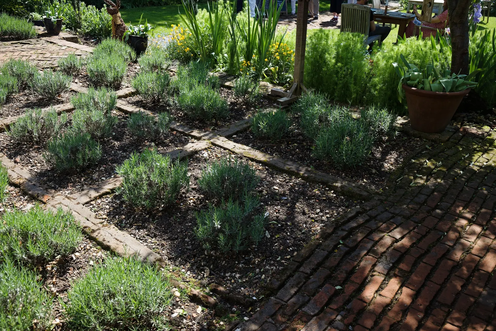 Lavender Varieties (Lavandula Species) — and prefer well-drained soil