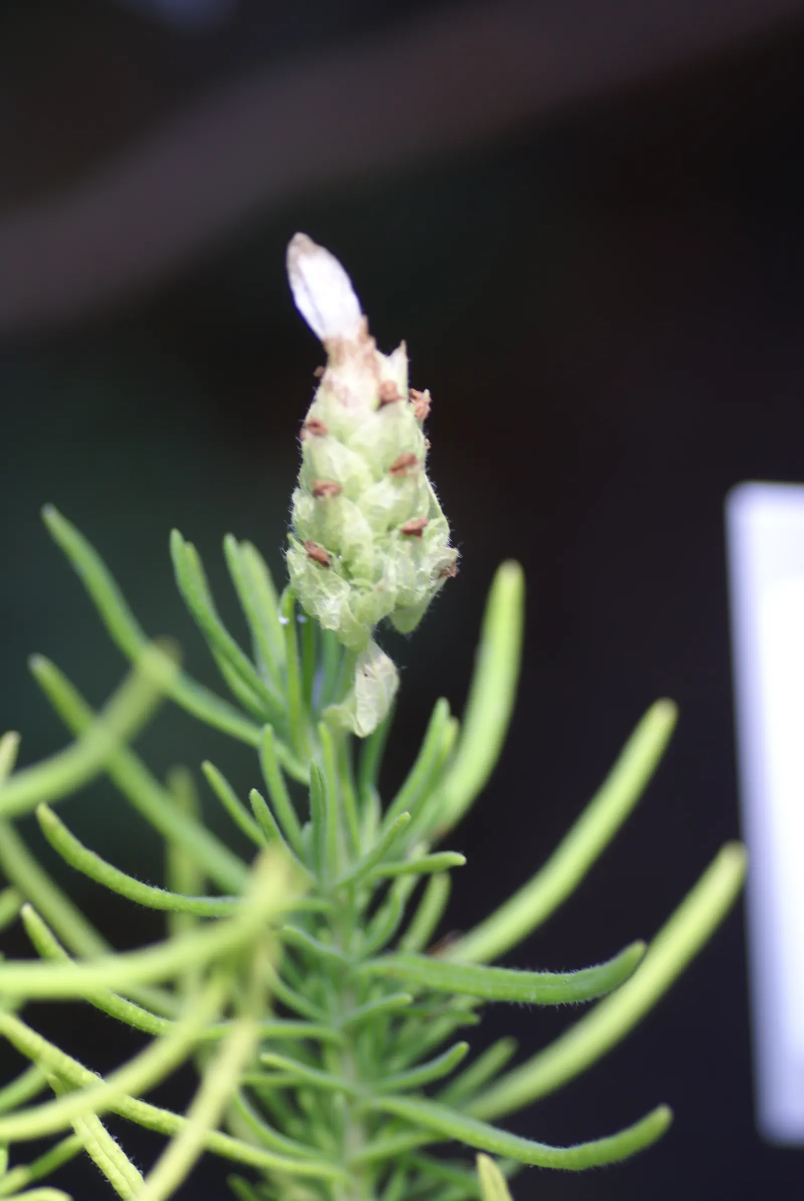 Lavender Varieties (Lavandula Species) — making them an excellent choice for gardens in zones 5 to 9; commonly known as Lavender