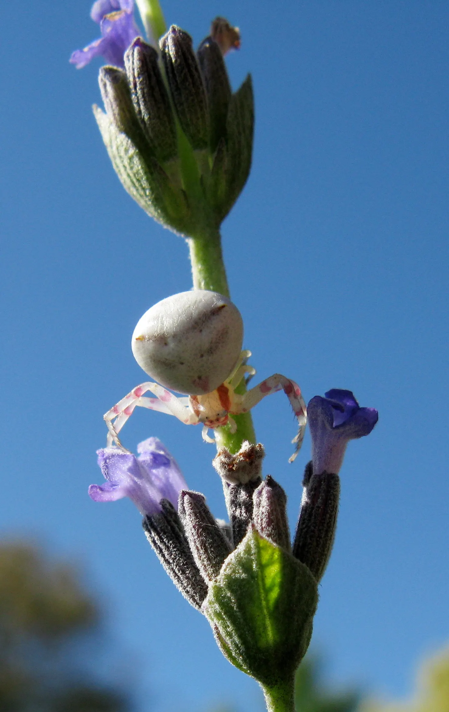 Lavender Varieties (Lavandula Species) — contributing to the overall health and vibrancy of the landscape