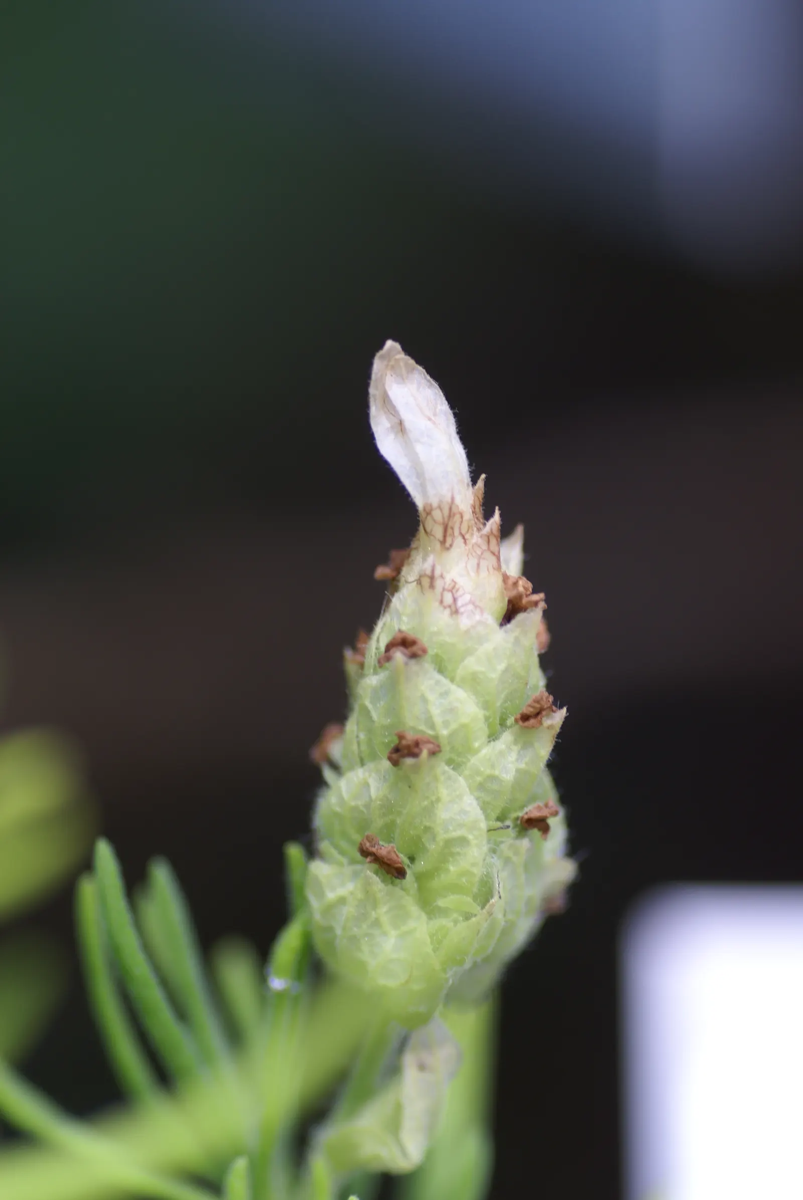 Lavender Varieties (Lavandula Species) — blooming from late spring to early autumn