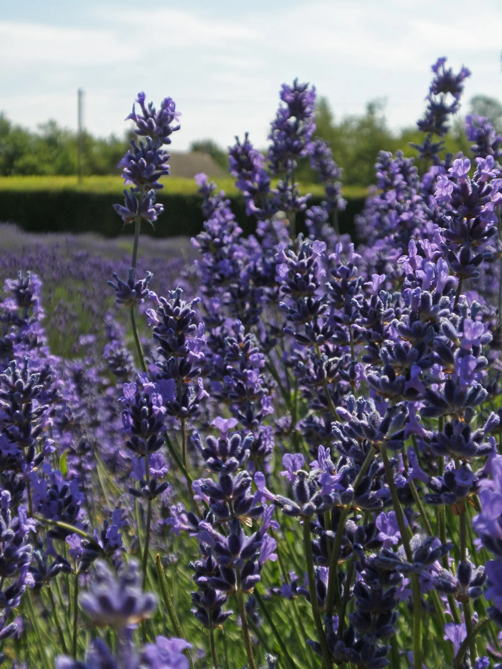 Lavender Varieties (Lavandula Species) — more commonly referred to as Lavender; lavender plants are renowned for their hardiness and drought resistance