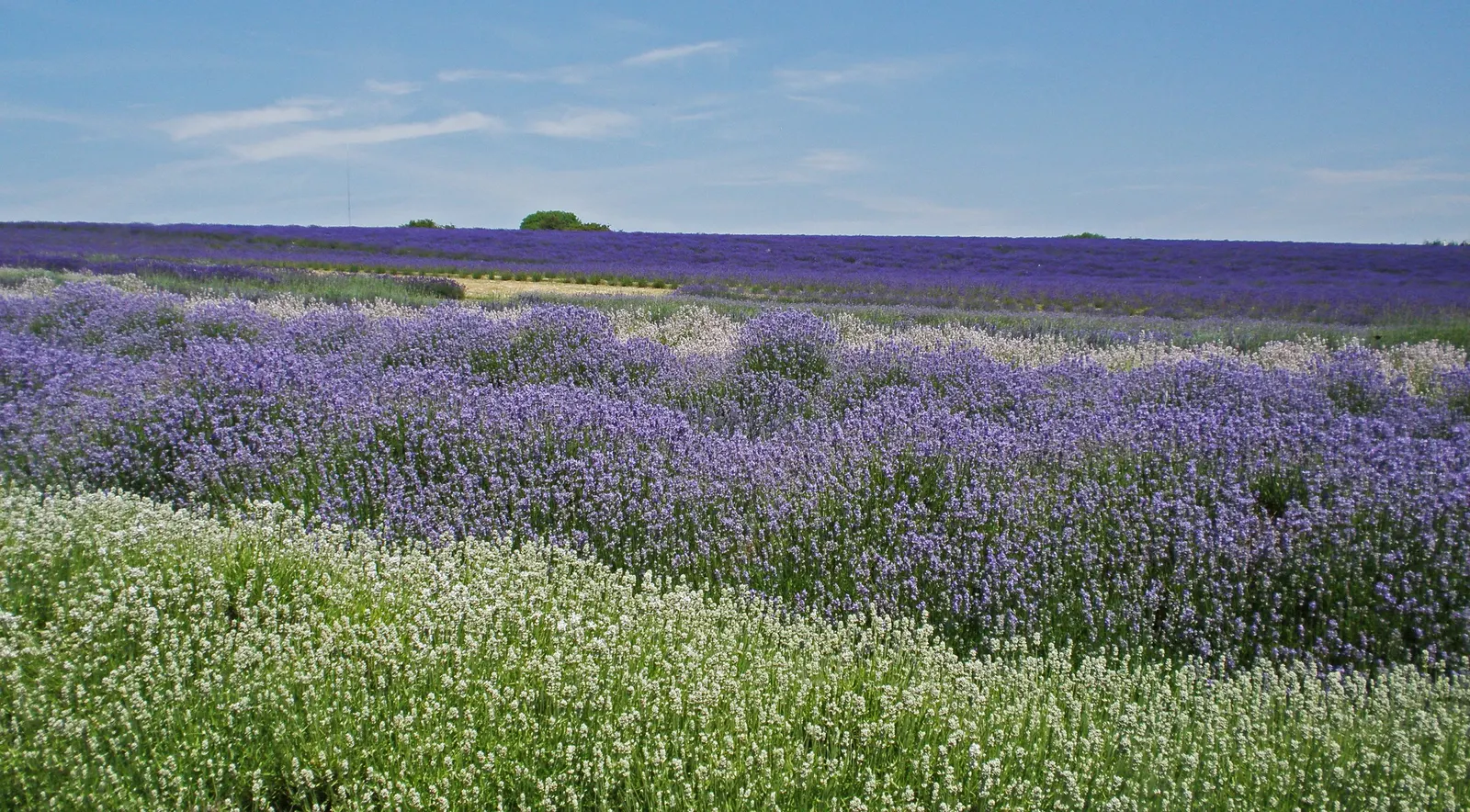 Lavender Varieties (Lavandula Species) — ranging in pH from neutral to slightly alkaline.<br><br>One of the popular varieties is Lavandula angustifolia; and