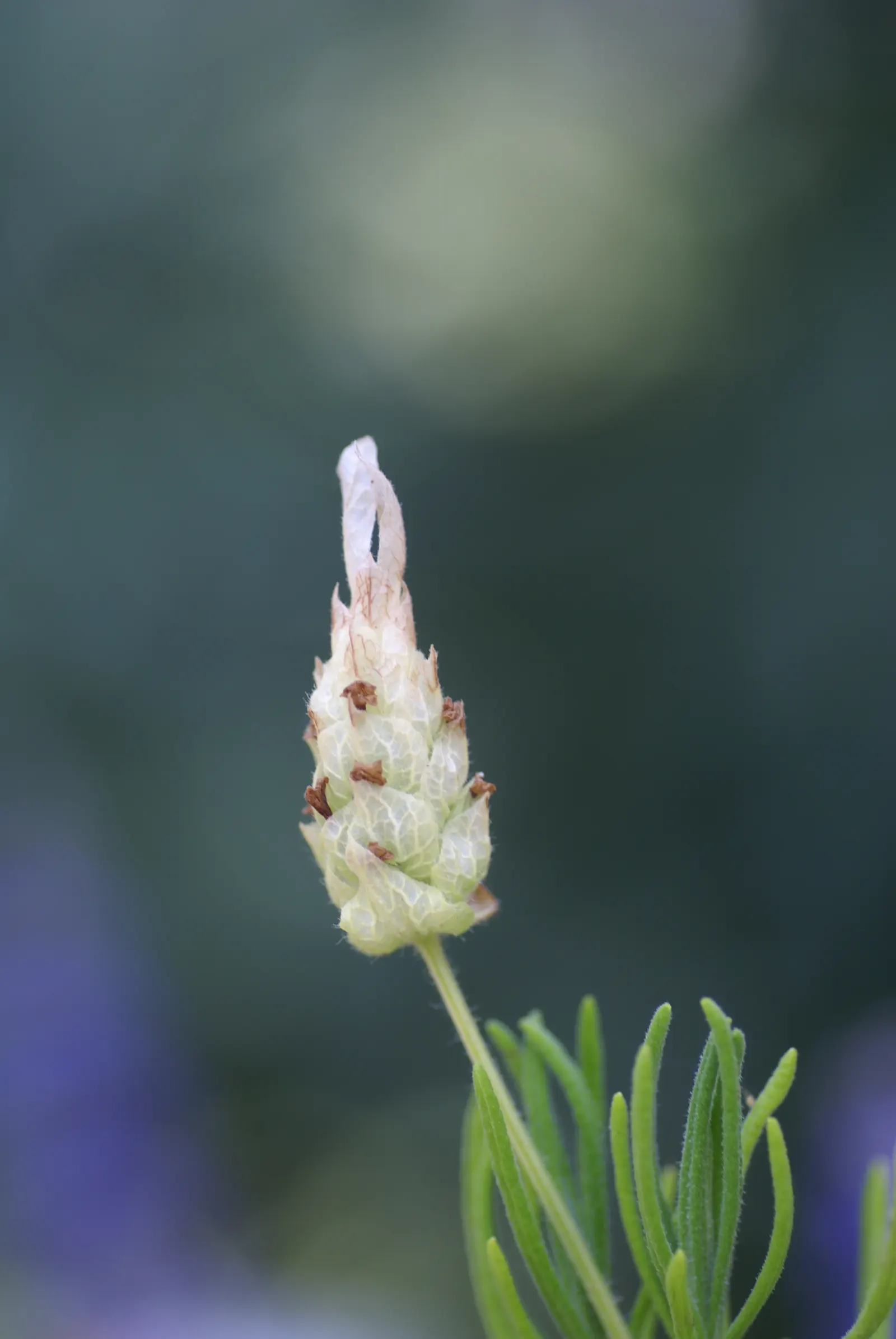 Lavender Varieties (Lavandula Species) — blooming from late spring to early autumn; can reach a height of up to 3 feet and is prized for its longer blooming