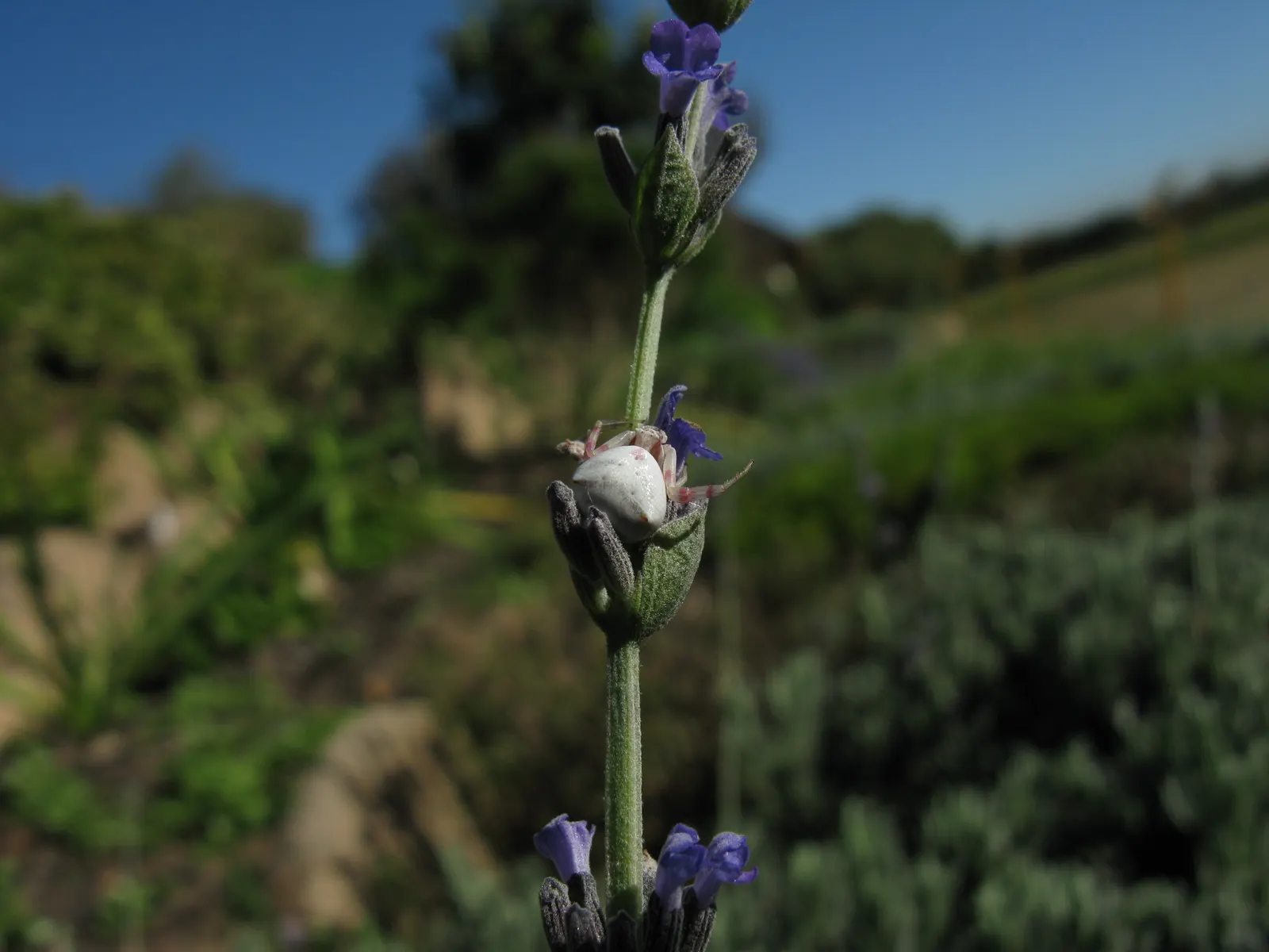 Lavender Varieties (Lavandula Species) — and prefer well-drained soil; ideal for borders, herb gardens, and as aromatic ground covers, they attract, image 58
