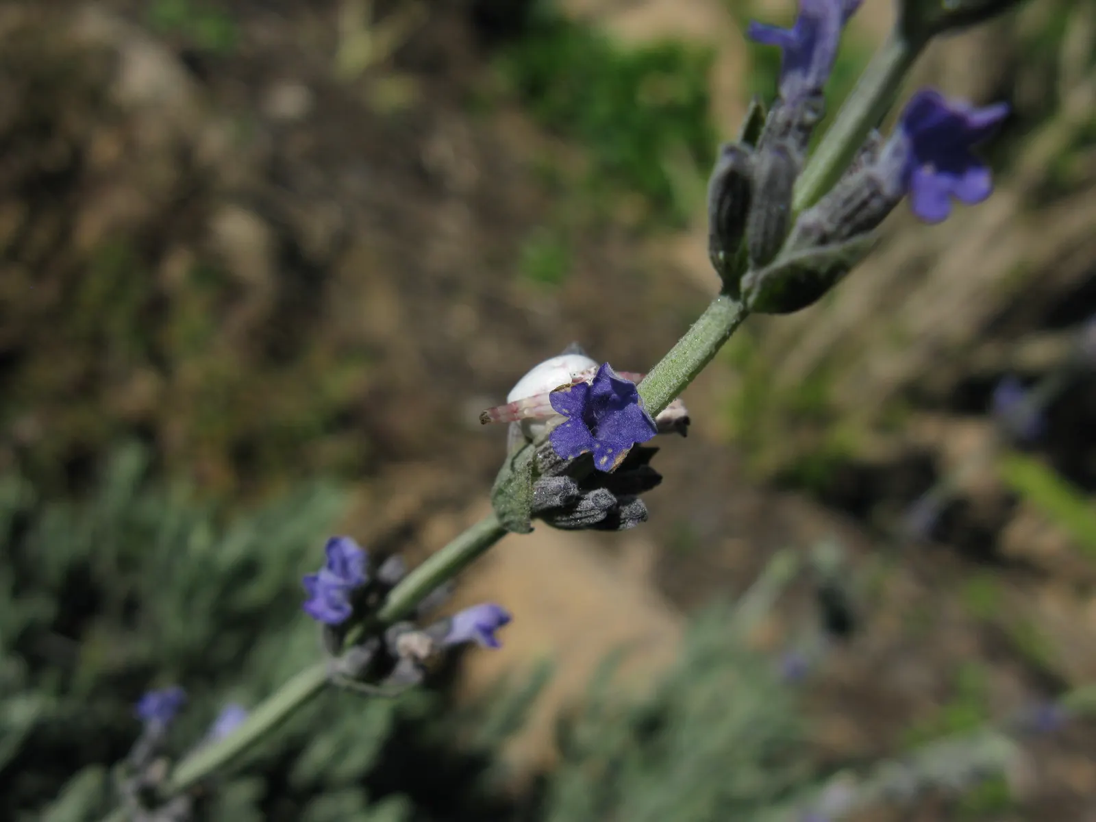 Lavender Varieties (Lavandula Species) — Ideal for borders, herb gardens, and as aromatic ground covers, they attract pollinators and repel deer