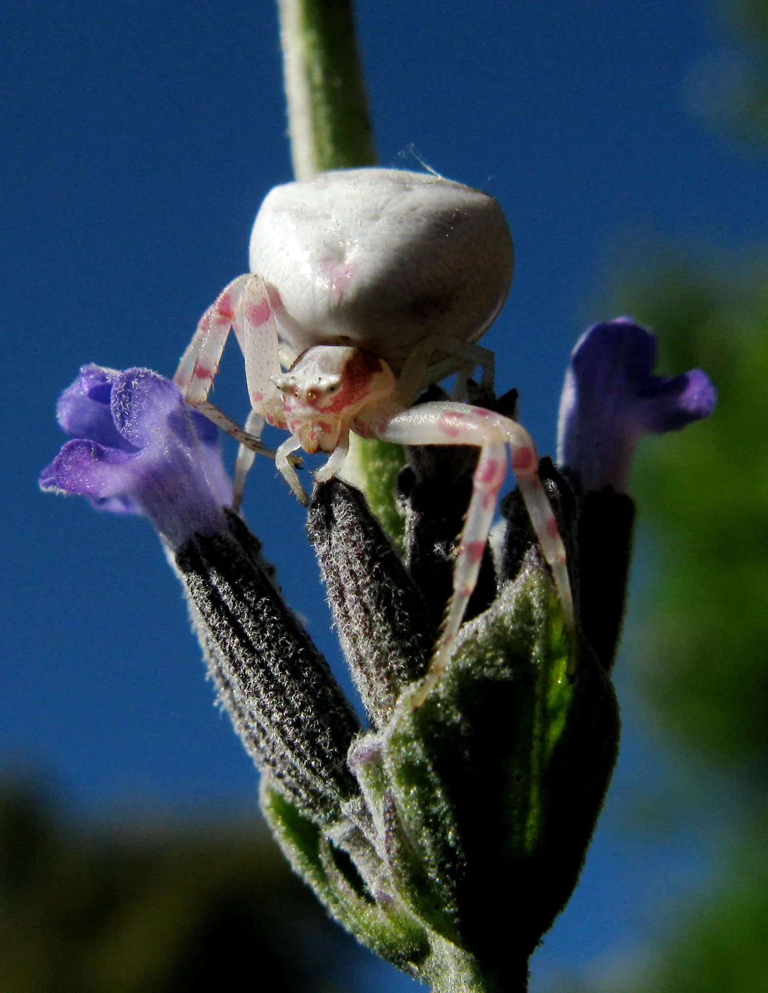 Lavender Varieties (Lavandula Species) — blue and lavender and violet flowers in the garden; lavenders adorn landscapes with shades of purple