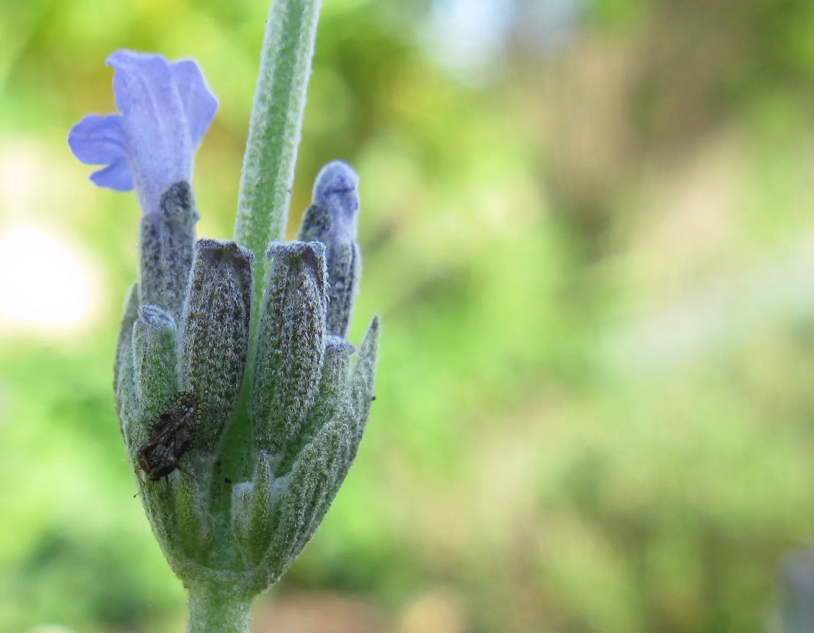 Lavender Varieties (Lavandula Species) — known for its exquisite purple flowers and sweet aroma