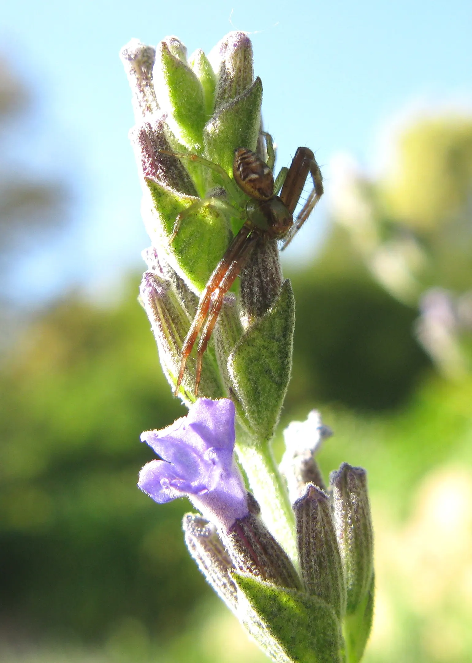 Lavender Varieties (Lavandula Species) — They typically flourish in full sunlight