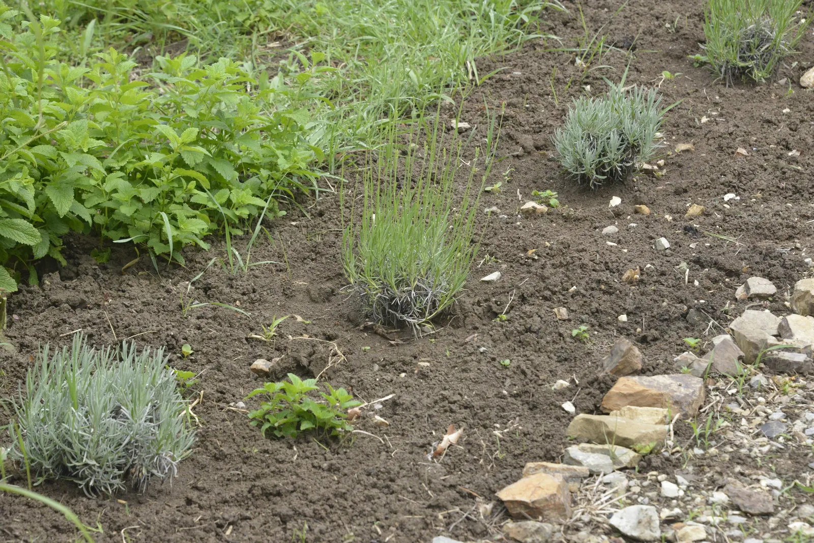 Lavender Varieties (Lavandula Species) — They typically flourish in full sunlight; ranging in pH from neutral to slightly alkaline.<br><br>One of, image 56