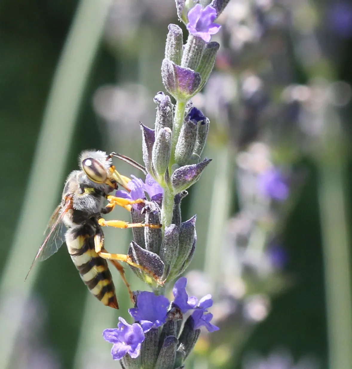 Lavender Varieties (Lavandula Species) — more commonly referred to as Lavender