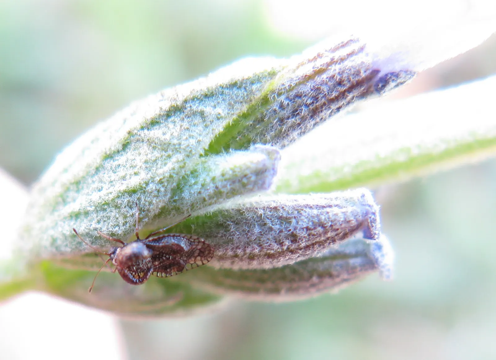Lavender Varieties (Lavandula Species) — commonly known as Lavender; known for their drought tolerance