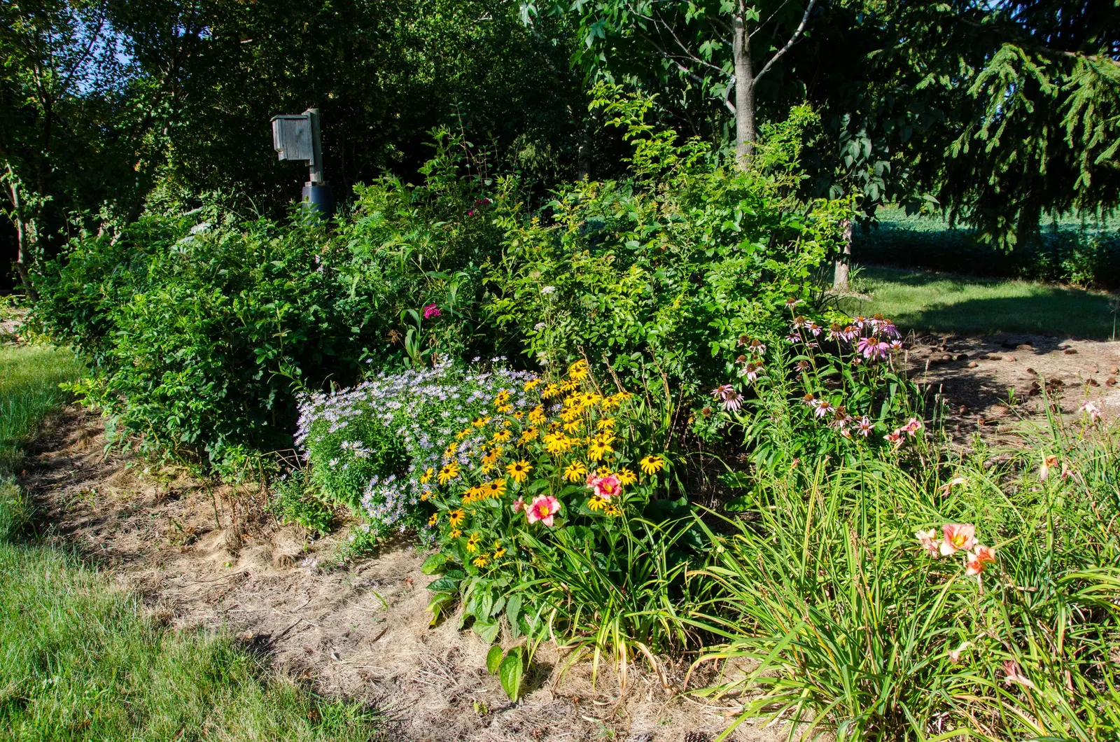 Lavender Varieties (Lavandula Species) — Ranging in height from 10 inches to 3 feet, they flourish in sunny sites with well-drained soil; space, image 47