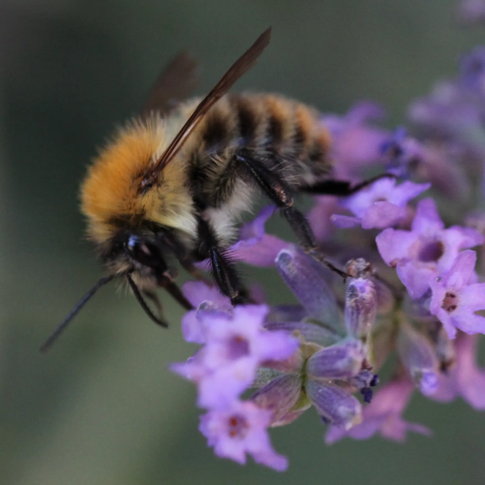 Lavender Varieties (Lavandula Species) — ranging in pH from neutral to slightly alkaline.<br><br>One of the popular varieties is Lavandula, image 59