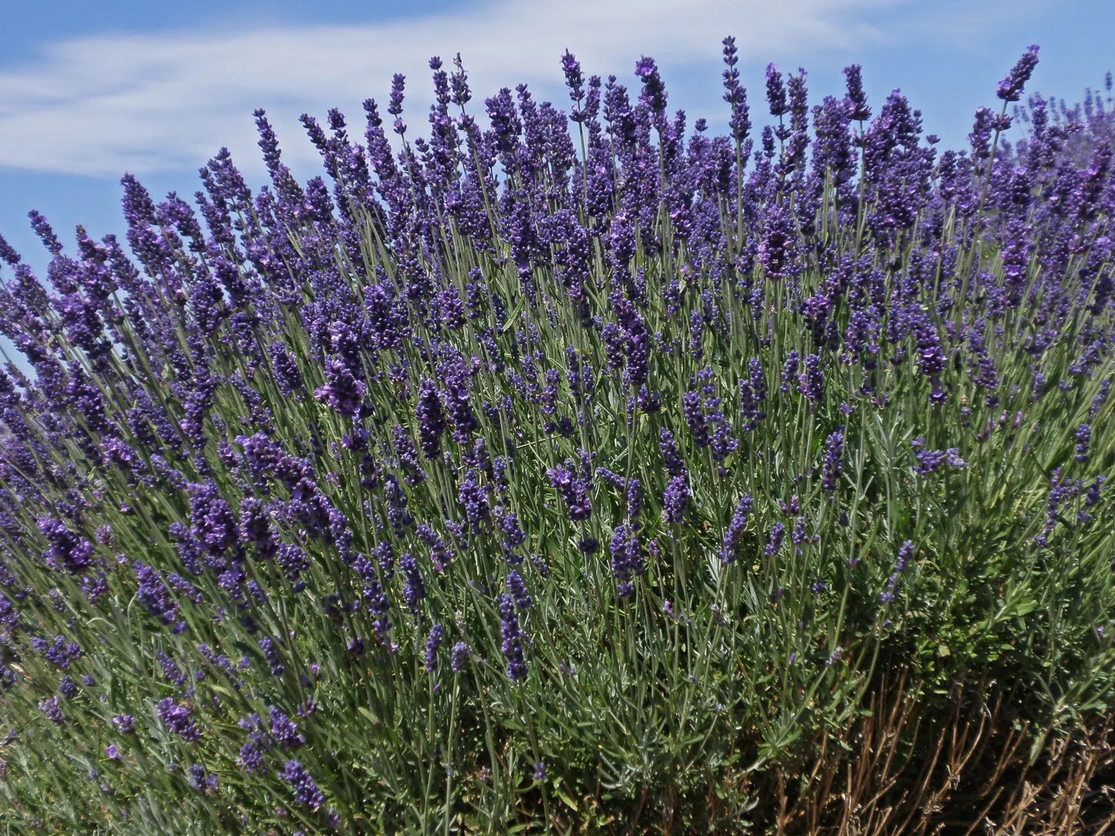 Lavender Varieties (Lavandula Species) — Ranging in height from 10 inches to 3 feet, they flourish in sunny sites with well-drained soil; space plants