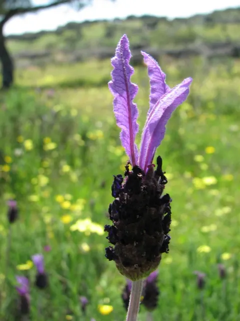 Lavender Varieties (Lavandula Species) — boasts a diverse range of varieties featuring fragrant foliage and bloom spikes; with some cold-hardy, image 46