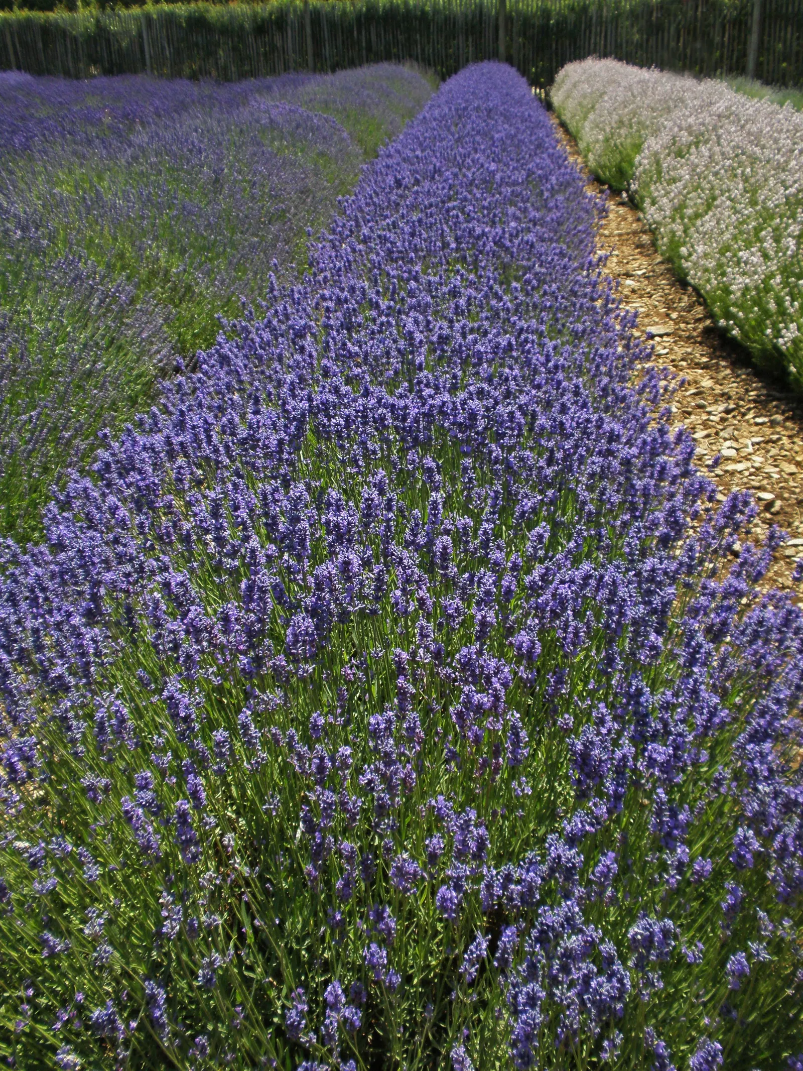 Lavender Varieties (Lavandula Species) — Ranging in height from 10 inches to 3 feet, they flourish in sunny sites with well-drained soil
