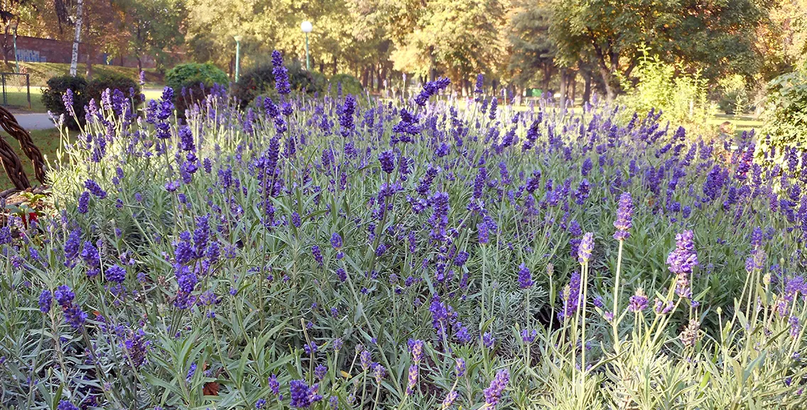 Lavender Varieties (Lavandula Species) — Space plants approximately 2 to 3 feet apart to ensure ample air circulation