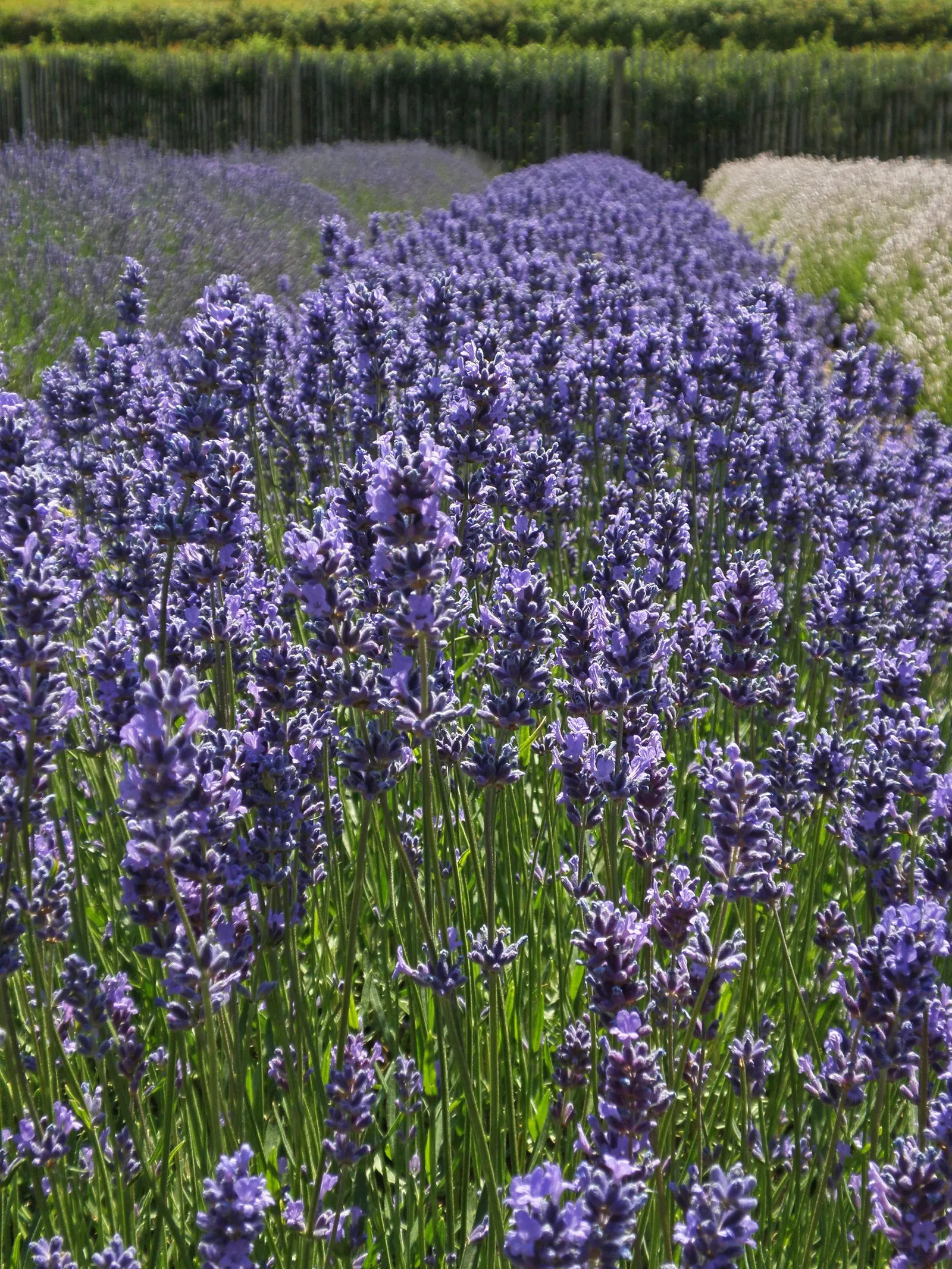 Lavender Varieties (Lavandula Species) — Lavender plants are renowned for their hardiness and drought resistance; known for its exquisite purple flowers and