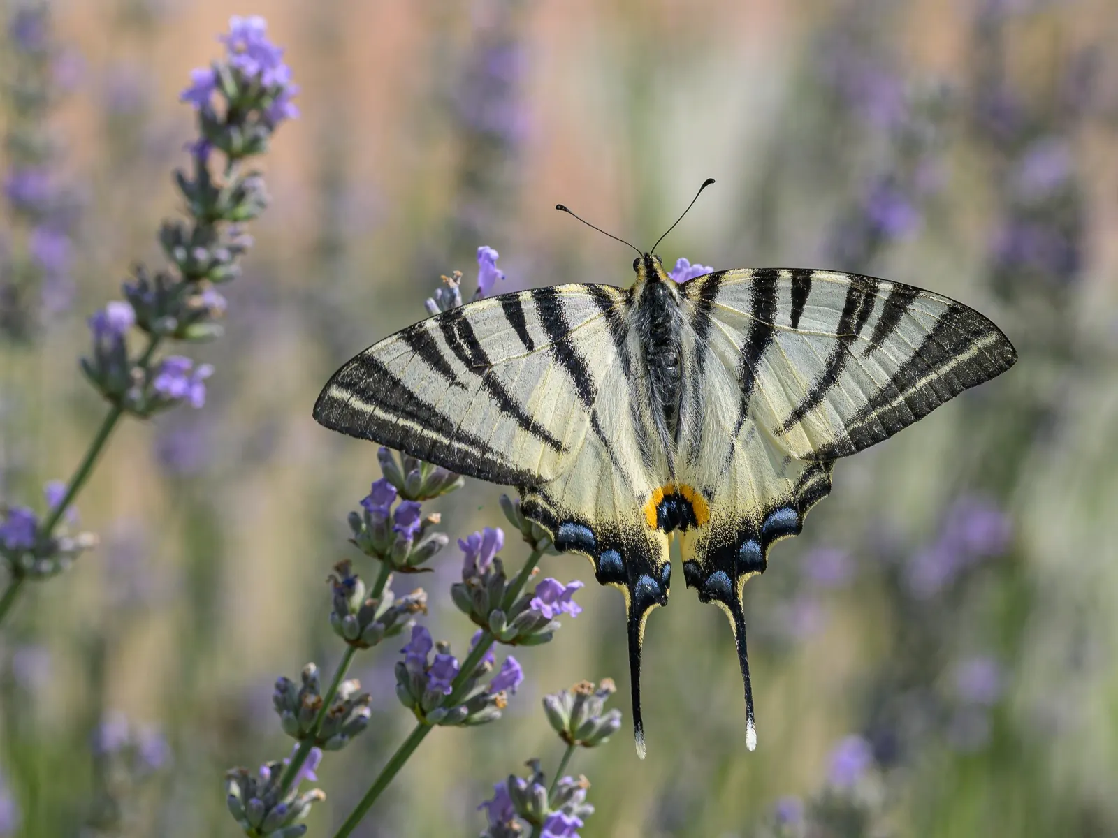 Lavender Varieties (Lavandula Species) — requiring at least six hours of direct light daily; herb / perennial for full or half, image 57