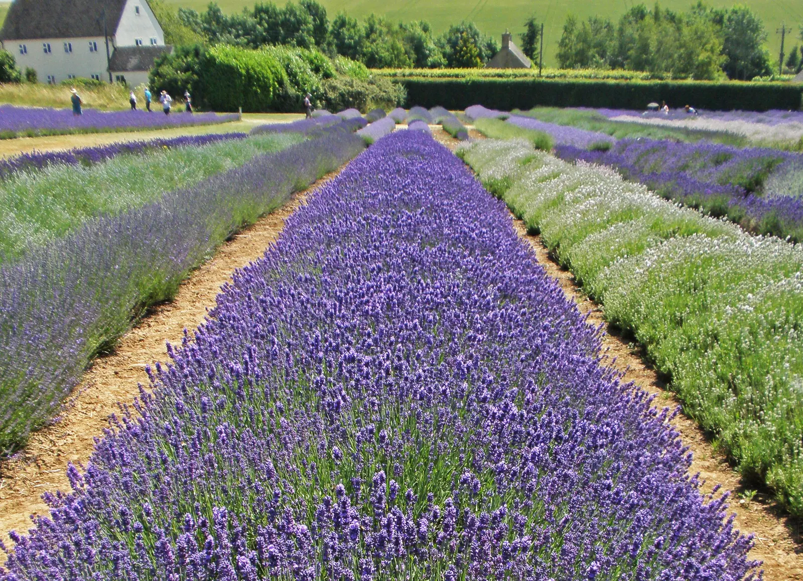 Lavender Varieties (Lavandula Species) — herb / perennial with blue and lavender and violet blooms
