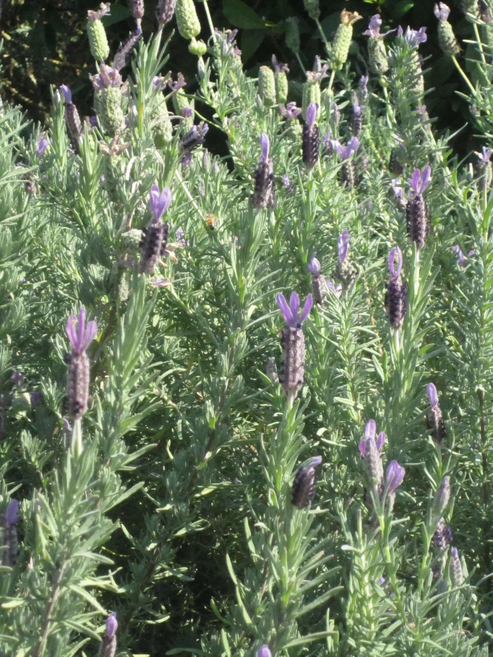 Lavender Varieties (Lavandula Species) — commonly known as Lavender