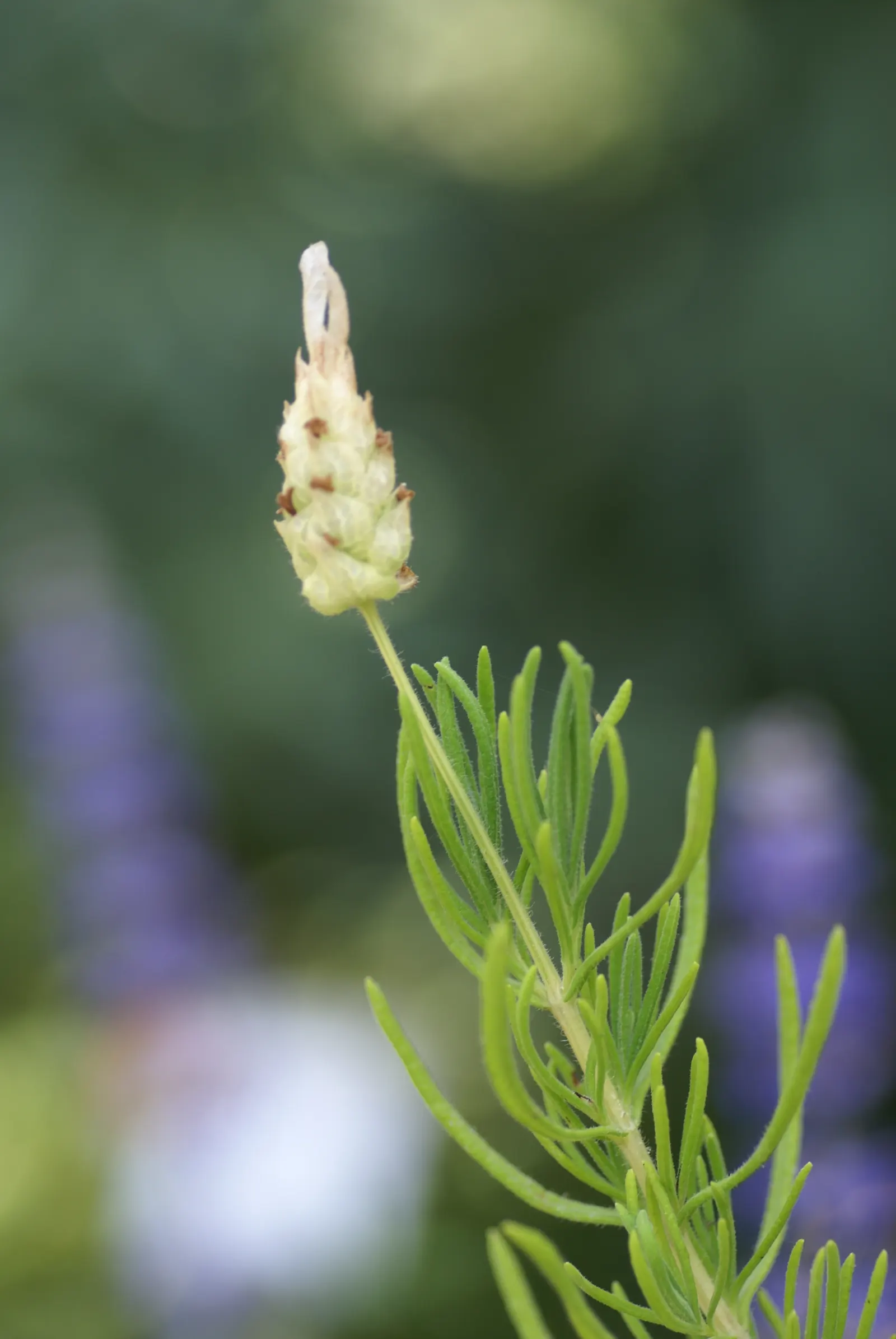 Lavender Varieties (Lavandula Species) — boasts a diverse range of varieties featuring fragrant foliage and bloom spikes; with some cold-hardy varieties