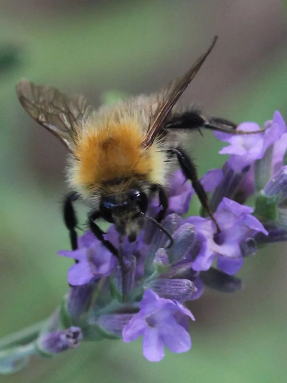 Lavender Varieties (Lavandula Species) — blooming from late spring to early autumn; can reach a height of up to 3 feet and is prized for its longer, image 50
