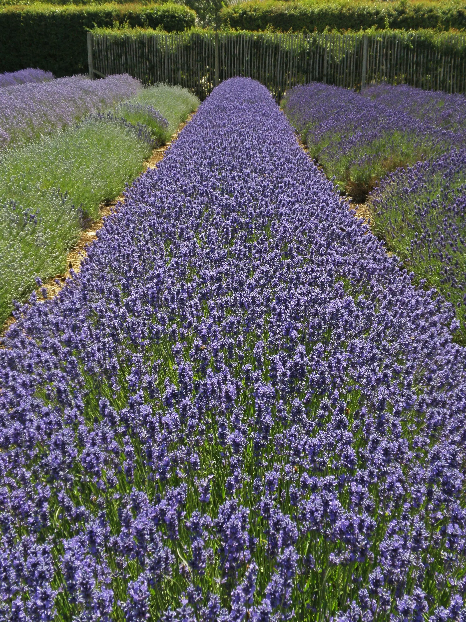 Lavender Varieties (Lavandula Species) — contributing to the overall health and vibrancy of the landscape; blue and lavender and violet flowers in the garden